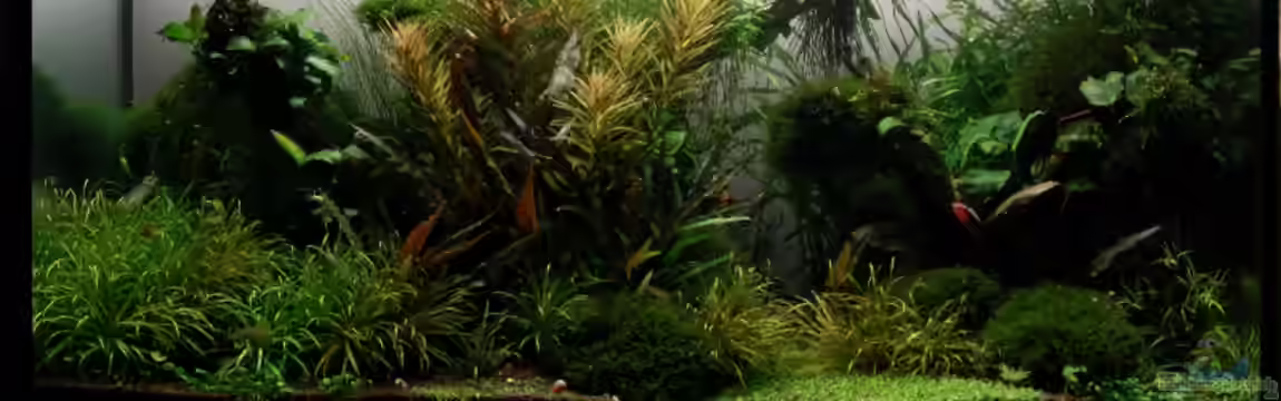 Pflanzenkiste von Kuro-Schio