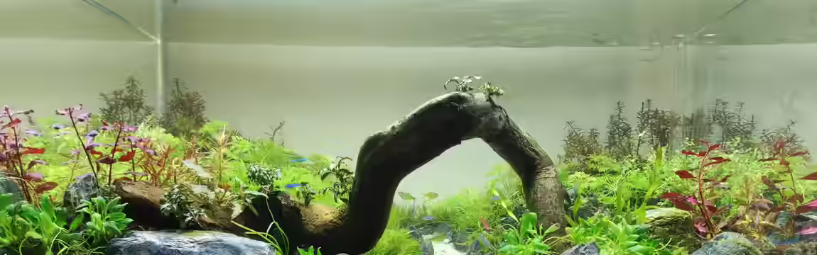 Pflanzenmix, Scaping ohne CO2 von Dany