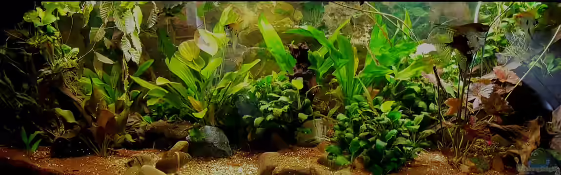 Phantasia von Ele Meer