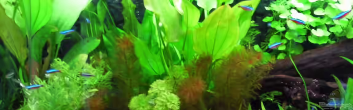 Pia und Basty von Mantus Loki