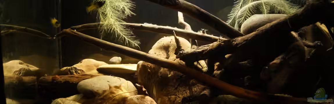 Platy Biotop von Rootsman