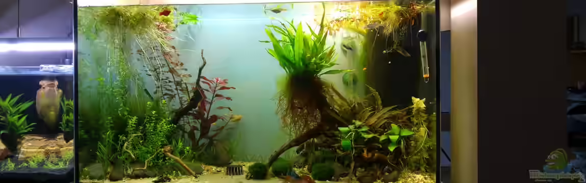 Platy und Bärblinge von KleinerPlaty