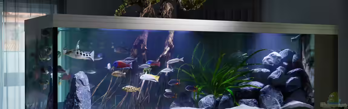 Predator Bay 2020 von LEDaquaristik.de