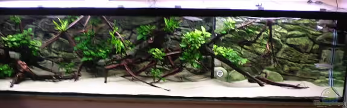 Predatory characins (aufgelöst) von Jürgen Herb