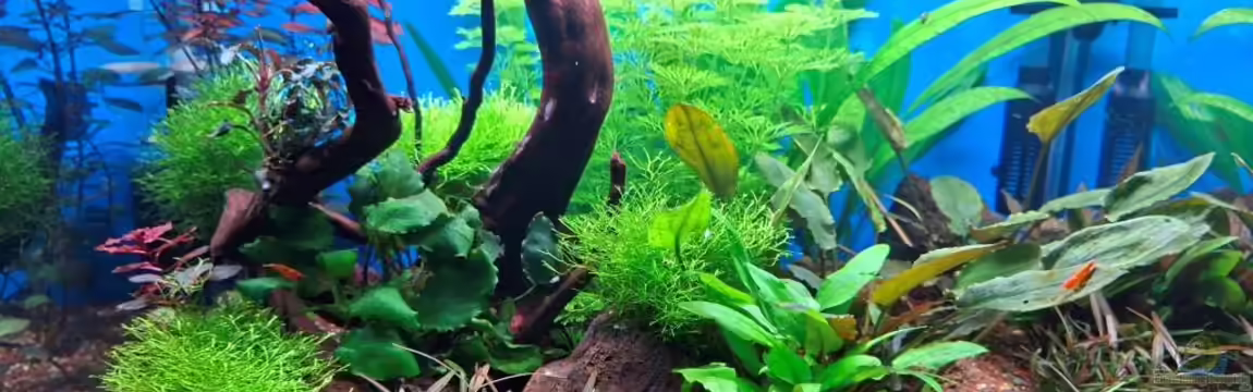 Projekt 2025 von ernst11