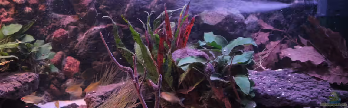 Pseudancistrus Heaven von maxheadroom