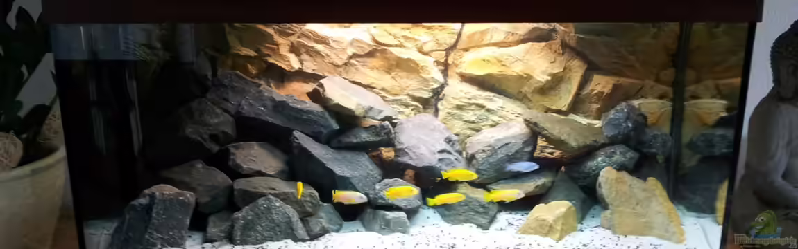 Pseudotropheus "Saulosi" Artenbecken von Martin N.