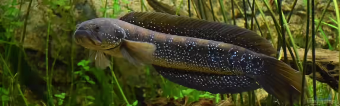 Qiupu River von Christian Andreas