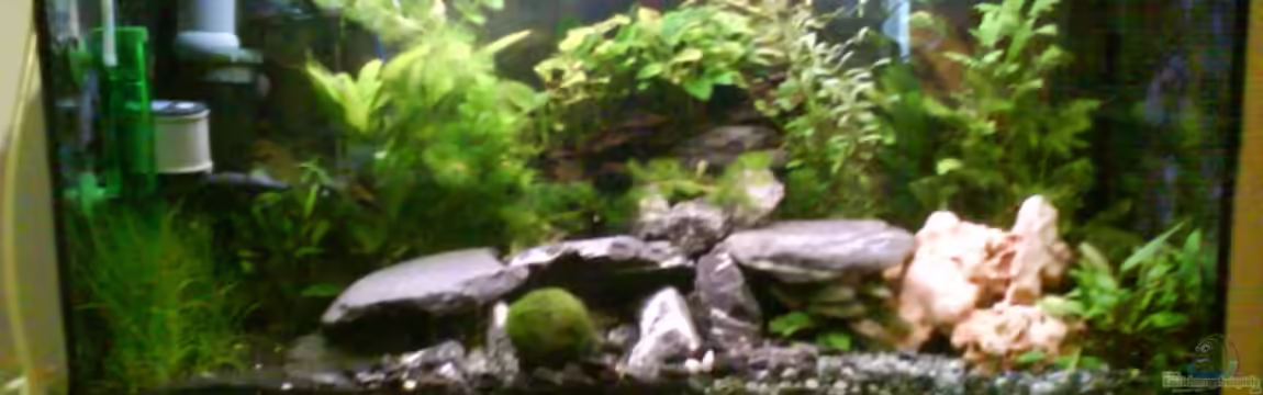 Radargarnelen von Bart Simpson