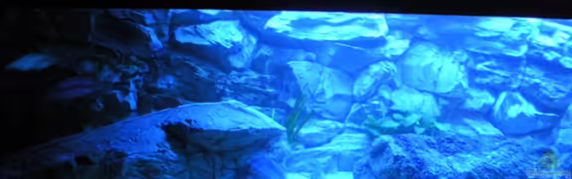 Räuber aus dem Werder.... ähmm Malawisee von Wesermalawi