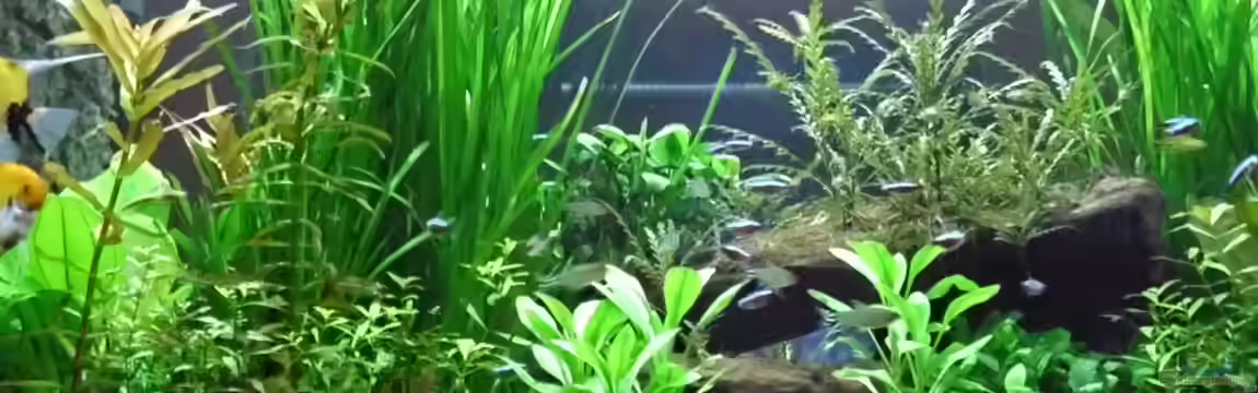 Raumteiler Südamerika/Gesb. Nur noch als Beispiel von Günther Kröger