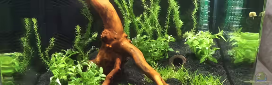 Red Bee Nano Cube von Lennart