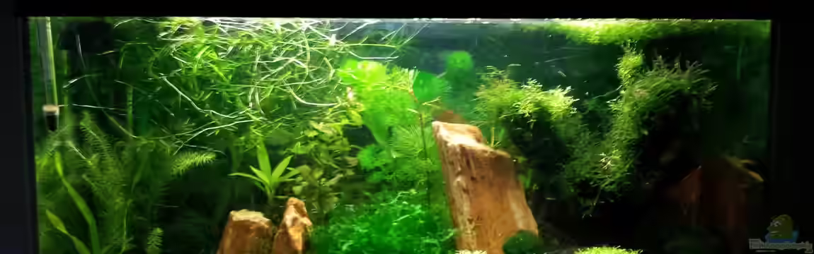 Red/Black Bee Becken von Aqua