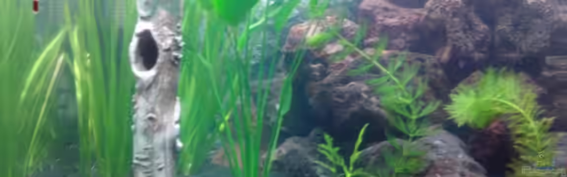 Red Cherry 16407 von wasserfloh