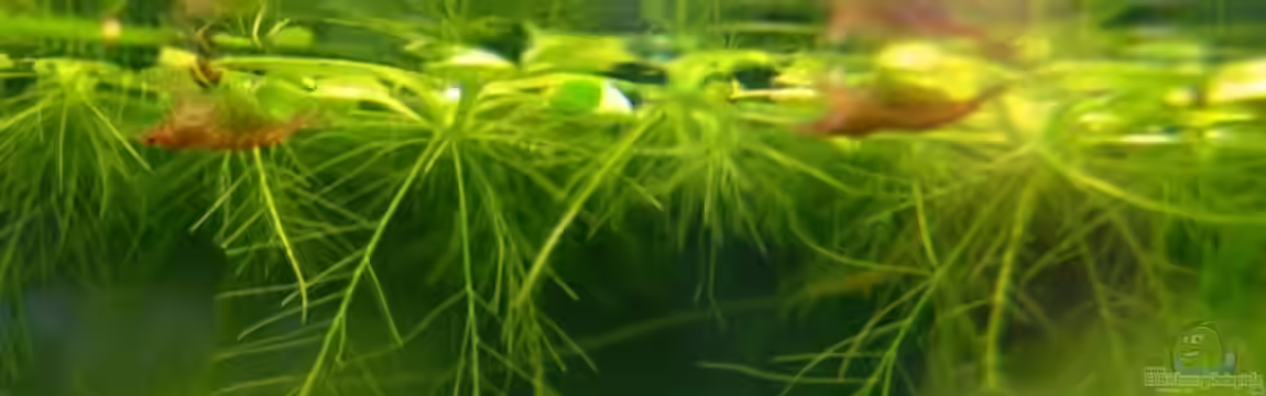 Red Cherry Becken von Kim