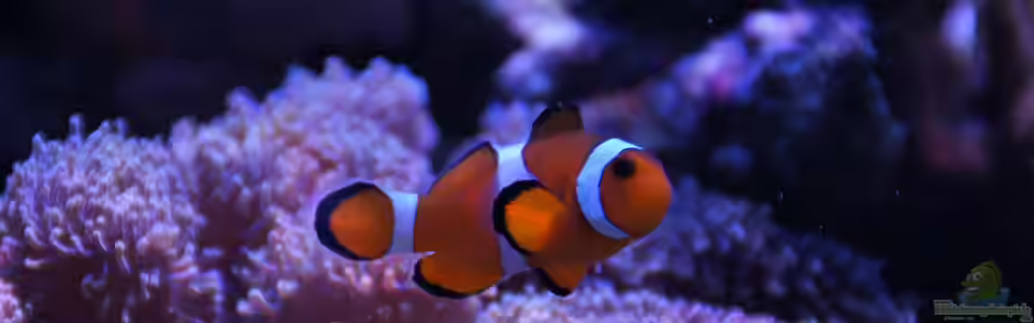 Red Sea Max 130d von Christopher Schoener