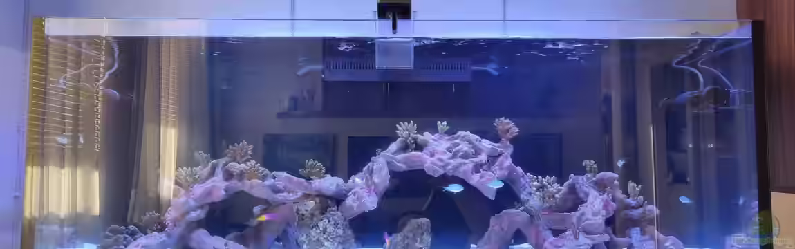 Reef Dream von The_Lizardking