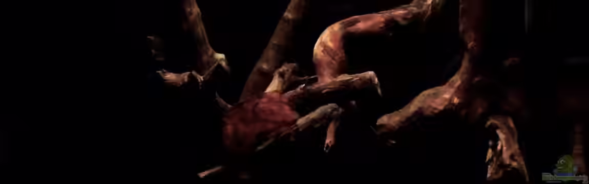 Regenwaldpfütze.... von MichaB