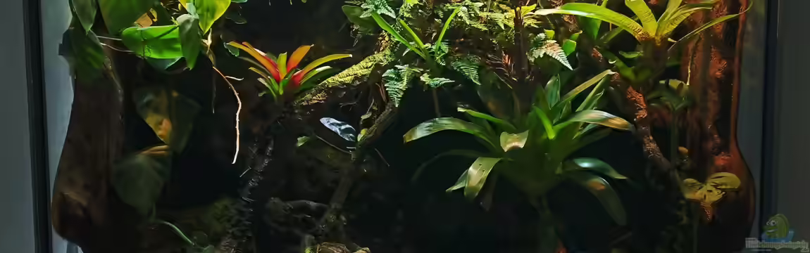 Regenwaldterrarium mit Pfeilgiftfröschen von Aquarienverein Bustedt