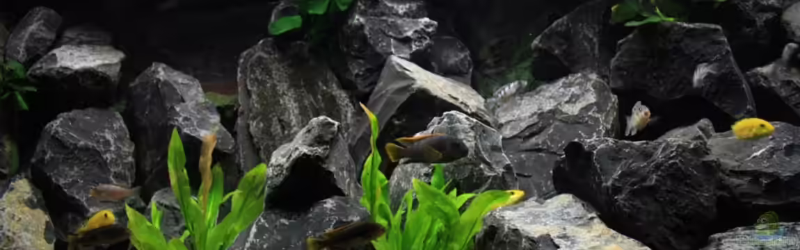 Republik Klein-Malawien, Mbuna-Gebiet von JörgsMalawis