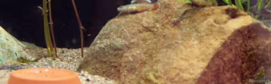 Rhinogobius zhoui von Ferrika