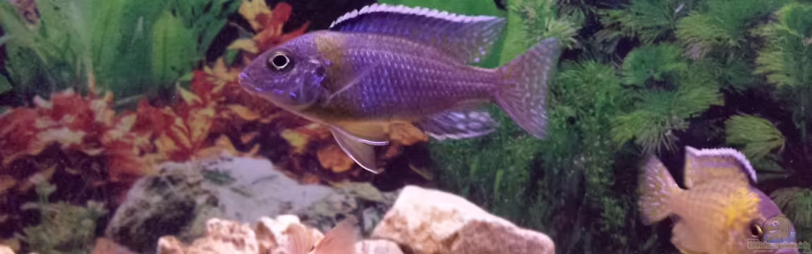 Riemi´s Becken von Thomas Riemenschneider