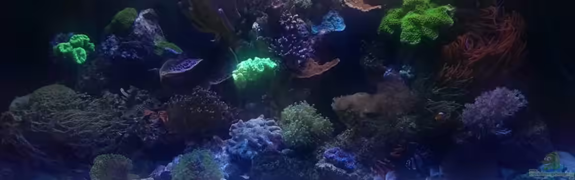 Riffaquarium von Martin Becker