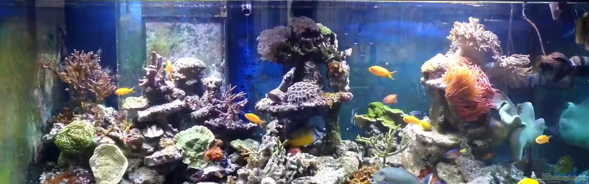 Riffbecken Plammer Jochen von Truthahnmann