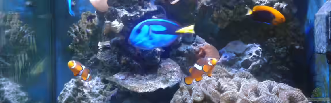 Riffkanten cube von Alex Knorr