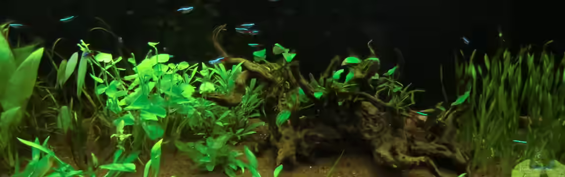 Rio 180 als Raumteiler von Anna S. B.