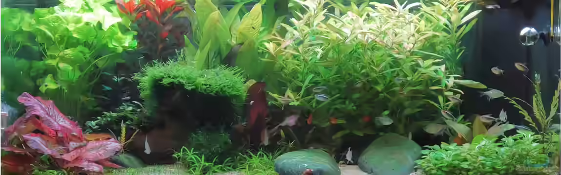 Rio 180 von Rallepigalle