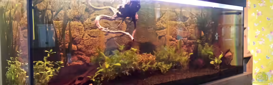 Rio Jari Nordfriesland von FK Nordfriesland