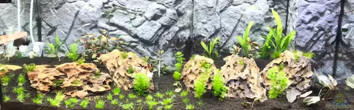 RIO Juwel 180 von Lanzelot