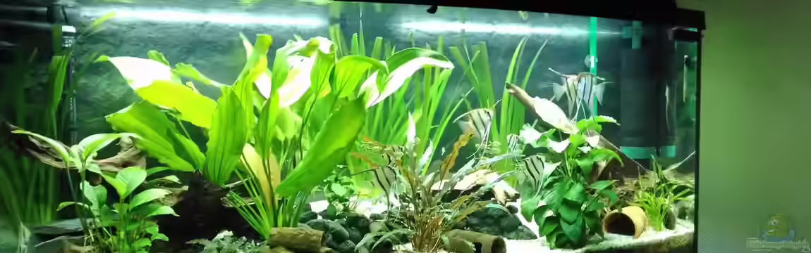 Rio Nanay Tank von Jörg Deußen