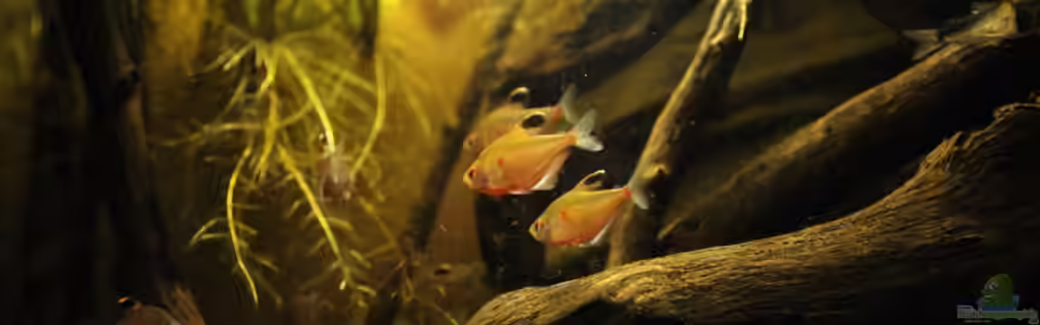 Rio Negro von Tilo Schmiedl