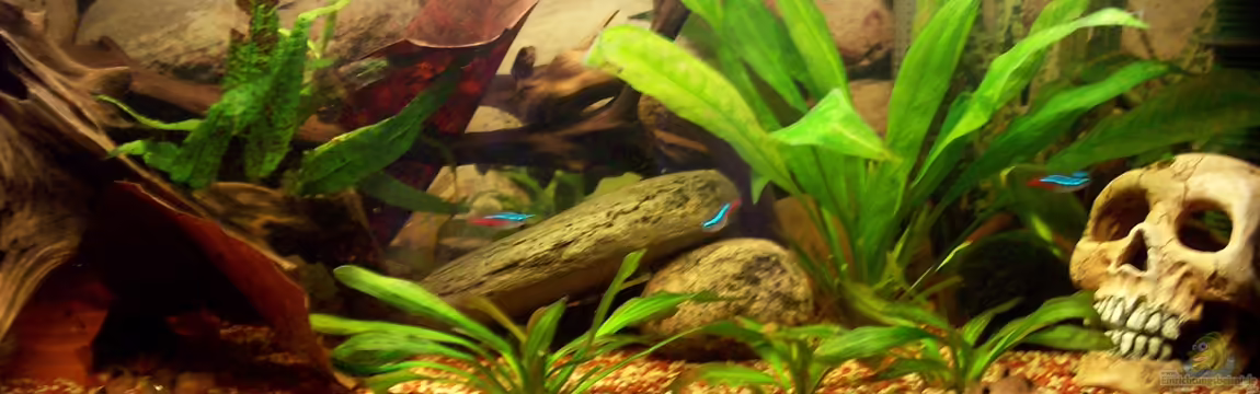 Rio Orellana von Bela