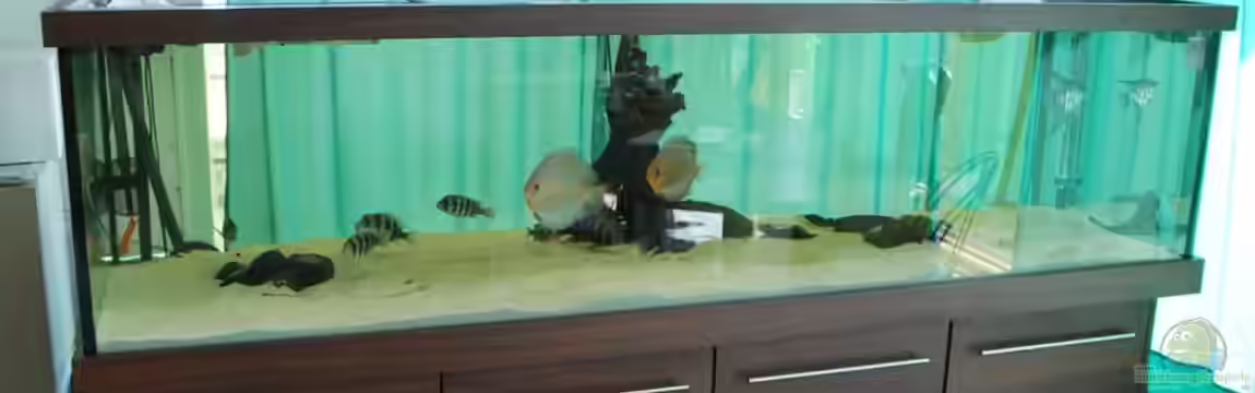 Rochen/ Arowana Becken von Michael Jahn