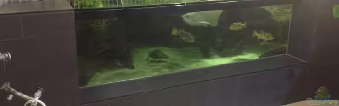 Rochenbecken von Leopold68