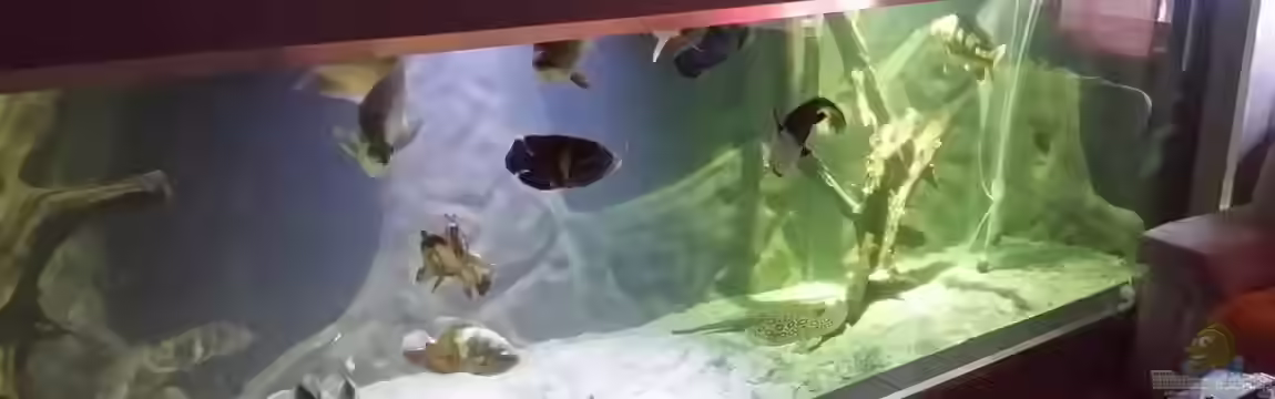 Rochenbecken von Pearlray