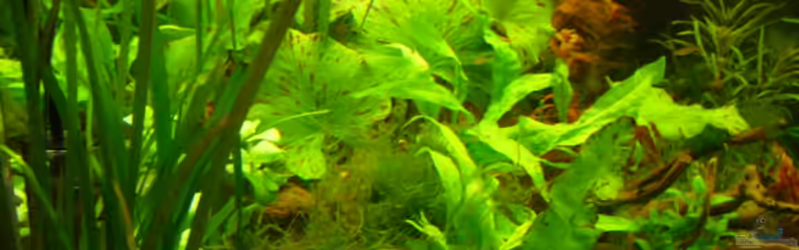 Root River von Peter S.