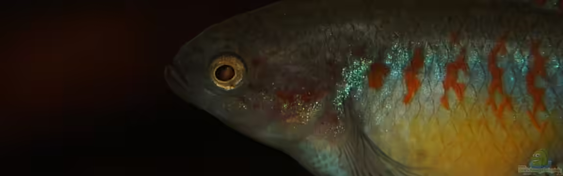 Rooty & Calulous von Rootsman