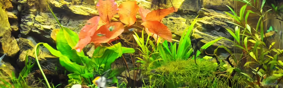 Rot-Grün-Schwäche von rodpod