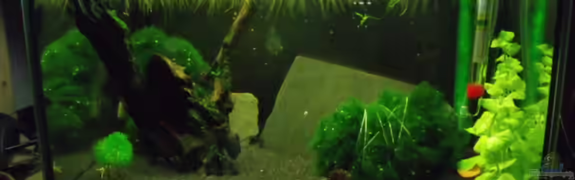 Rotes-Feuer(Red-Fire Garnelen) von MasterOfDesaster