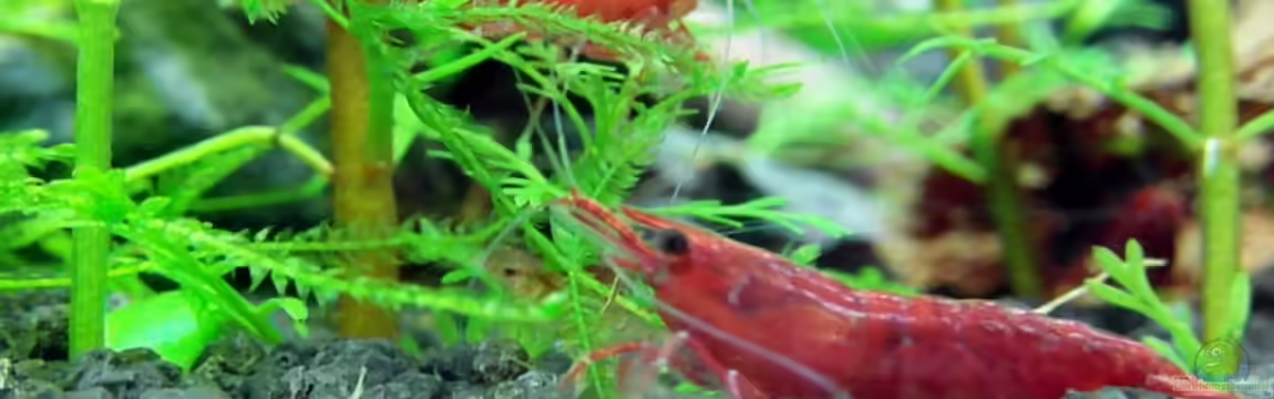 Sakura Garnelen - NanoCube von Achim