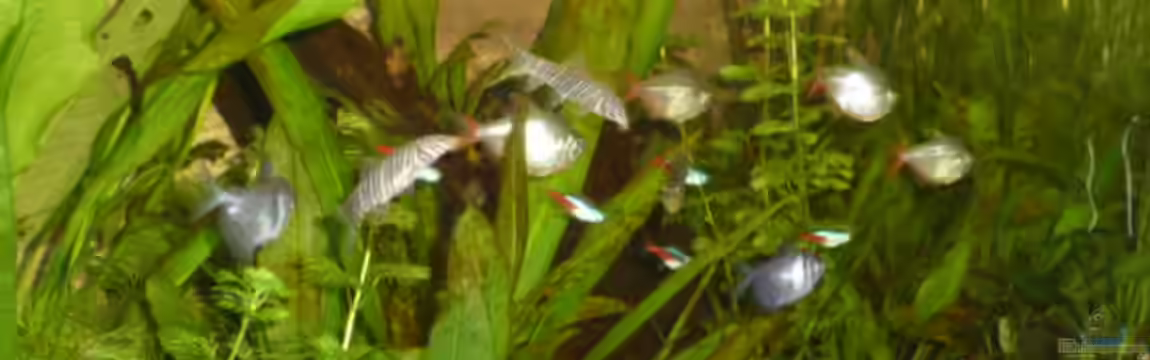 Salmler´s World von Mr.Zogs