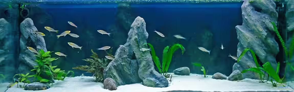 Sand - und Freiwasserzone im Tanganjikasee von Miriam