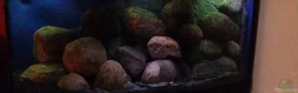 saulosi world von Torge Arp