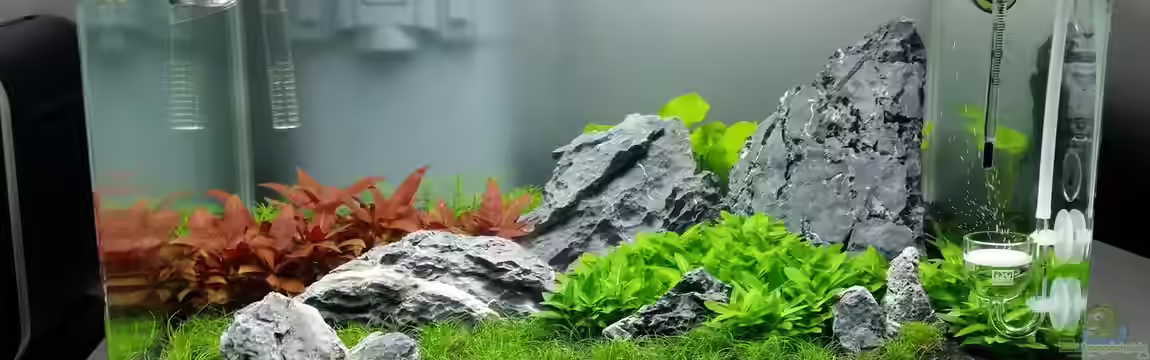 Scaper's tank von Kai-Uwe M