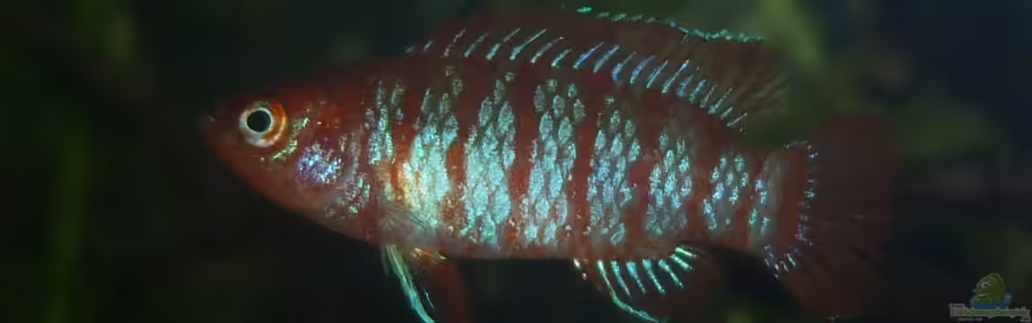 Scarlet`s Home (aufgelöst) von Rootsman