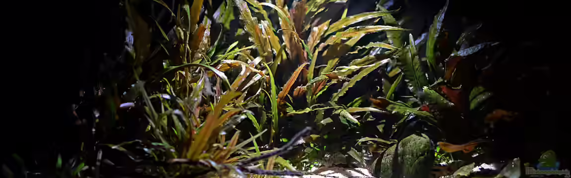 Schlicht-und-Wild von Tuduhi